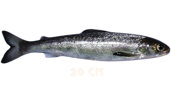 Salmon Smolt