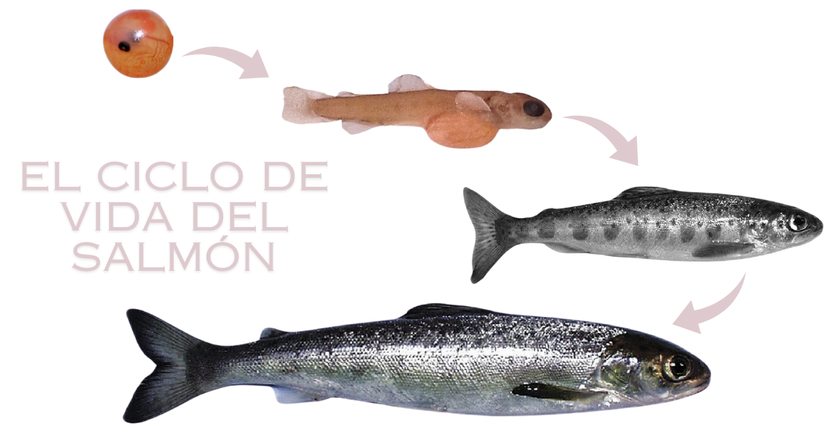 Las etapas de la vida del Salmón