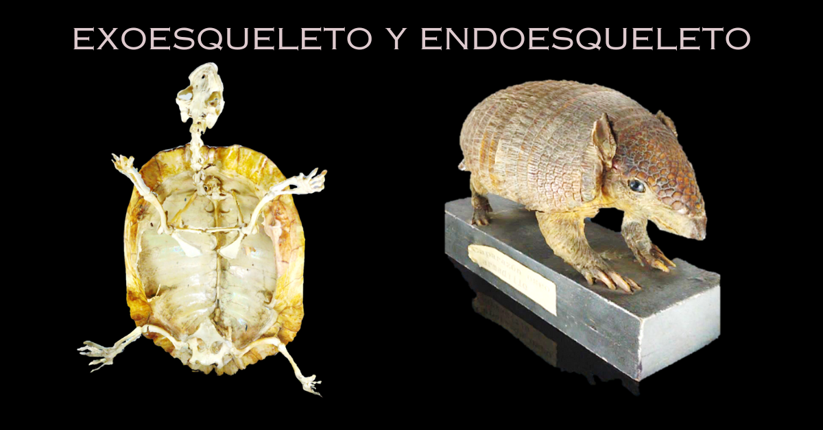 Exoesqueleto y Endoesqueleto en Tortuga y Armadillo