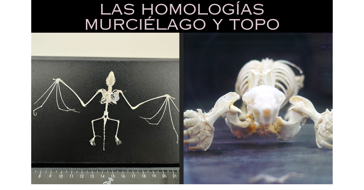 Las Homologías: Murciélago y Topo