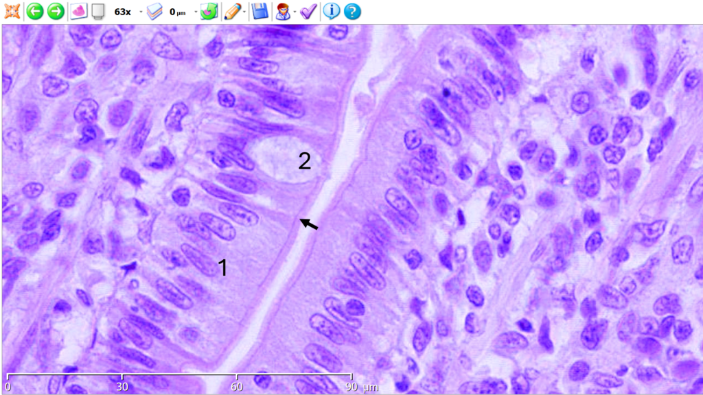 Corte de Intestino delgado. Tinción H-E.