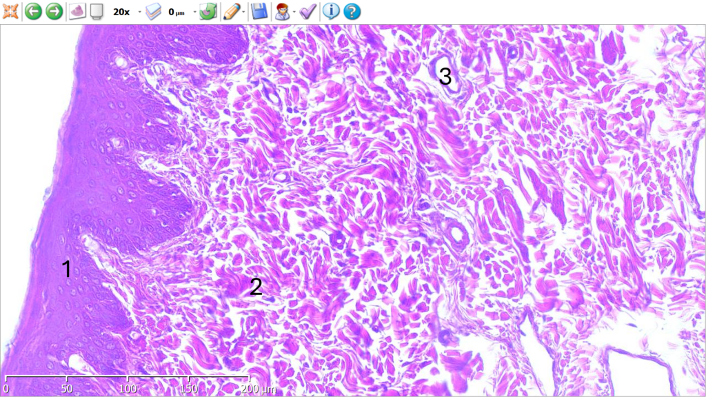 Corte de esófago. Tinción H.E.