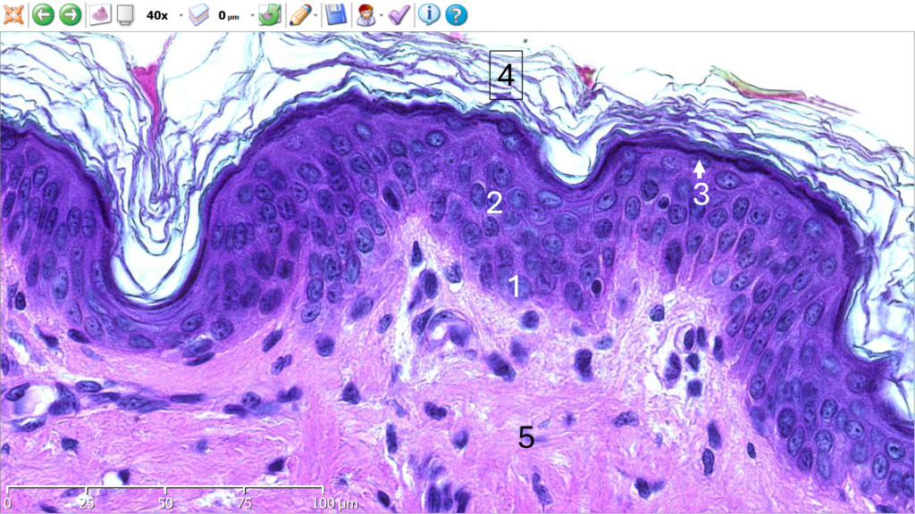 Corte de piel delgada. Tinción H.E.